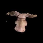 レス69番の画像1