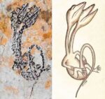 レス6番の画像1