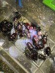 レス34番のリンク先のサムネイル画像