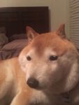 レス15番の画像1