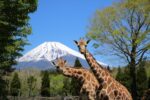 レス11番の画像1