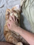 レス16番の画像1