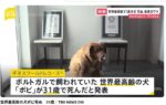 レス5番の画像1