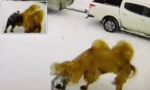 レス2番のリンク先のサムネイル画像